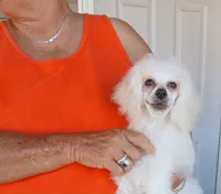 ***Rascal***, a male Poodle - Toy  for sale in Covington, GA – 3 of 5