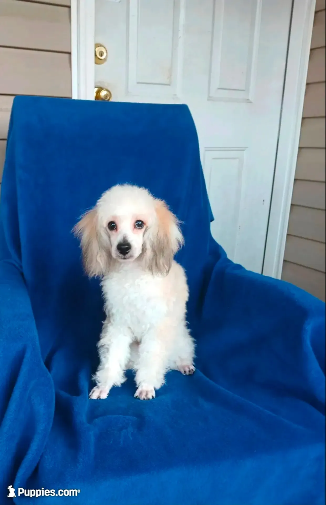 ** Cooper**, a male Poodle - Toy  for sale in Covington, GA – 1 of 5