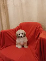 ****Cooper****, a male Poodle - Toy  for sale in Covington, GA – 3 of 5