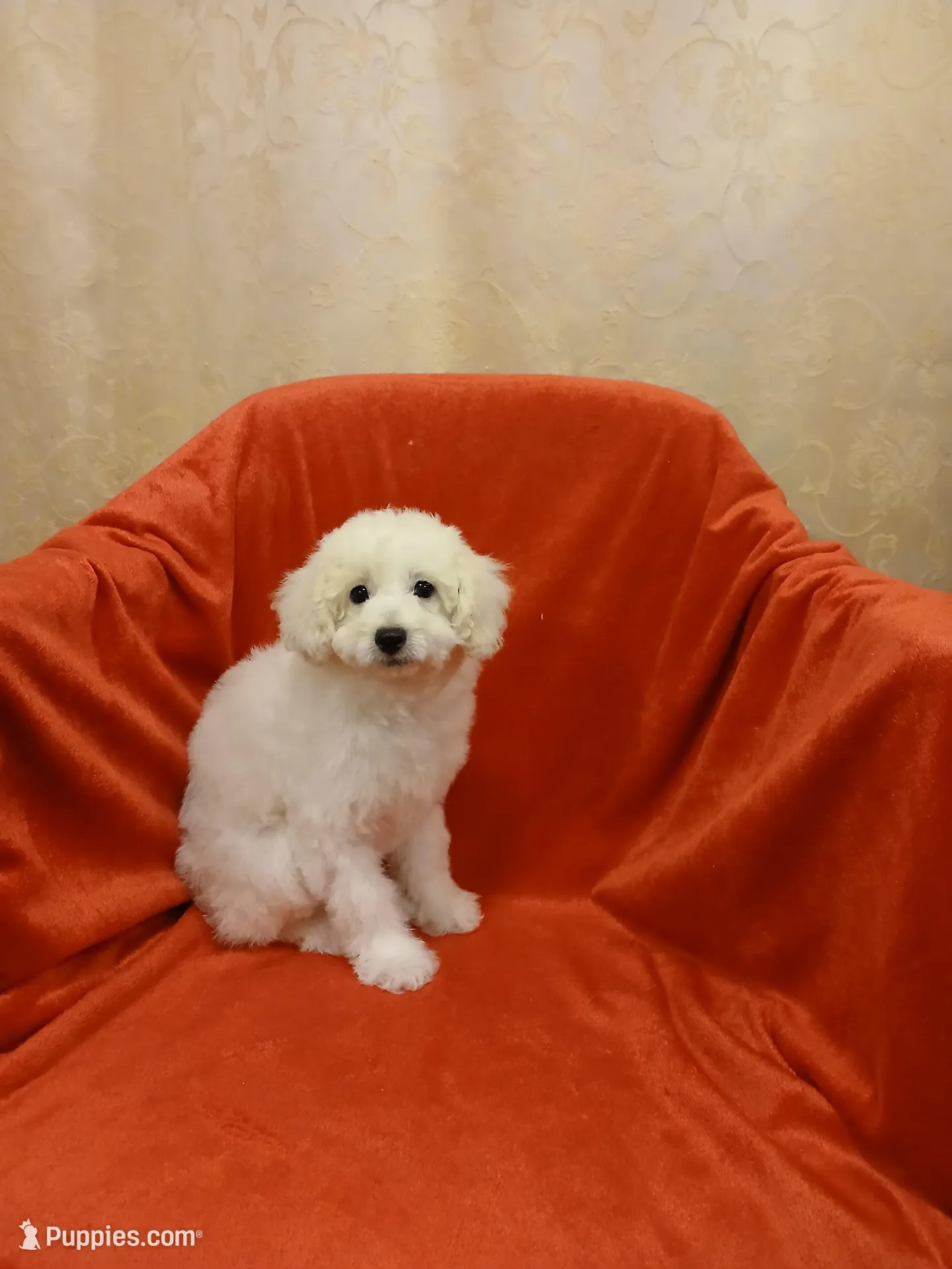 ***Tucker*** – Poodle - Toy  puppy for sale in Covington, GA