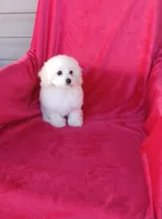 *Penny*Deposit, a female Poodle - Toy  for sale in Covington, GA – 4 of 5