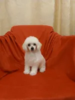 ***River***, a male Poodle - Toy  for sale in Covington, GA – 4 of 5