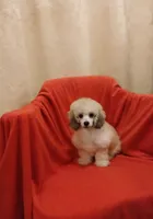 ****Cooper****, a male Poodle - Toy  for sale in Covington, GA – 5 of 5