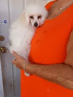 ***Rascal***, a male Poodle - Toy  for sale in Covington, GA – 2 of 5