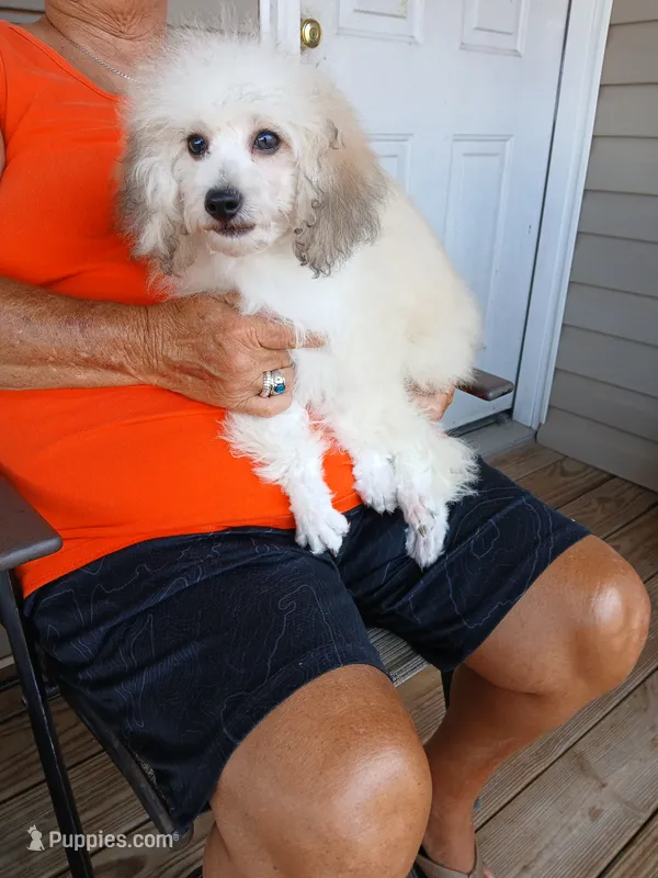 **Romeo** – Poodle - Toy  puppy for sale in Covington, GA