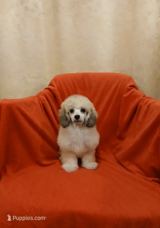 ****Cooper**** – Poodle - Toy  puppy for sale in Covington, GA