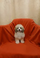 ****Cooper****, a male Poodle - Toy  for sale in Covington, GA – 1 of 5