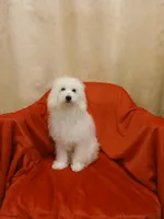 ***Snowball***, a male Poodle - Toy  for sale in Covington, GA – 4 of 4