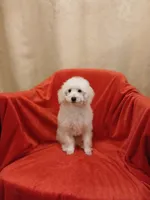 ***Cooper***, a male Poodle - Toy  for sale in Covington, GA – Photo 7 of 7