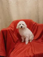 ***Cooper***, a male Poodle - Toy  for sale in Covington, GA – Photo 3 of 7