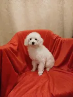 ***Cooper***, a male Poodle - Toy  for sale in Covington, GA – Photo 6 of 7