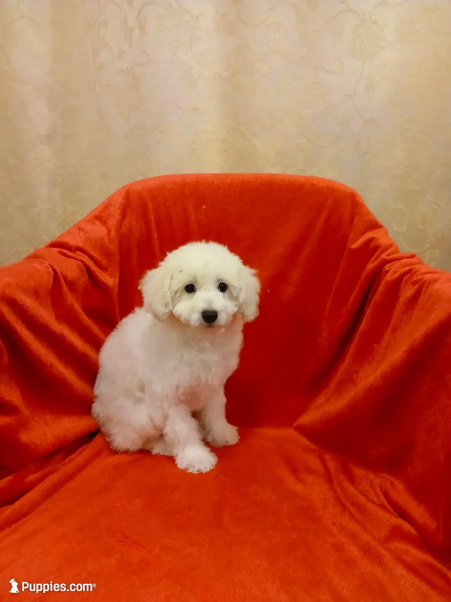 ***Tucker***, a male Poodle - Toy  for sale in Covington, GA – Photo 4 of 5