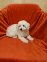 ***Tucker***, a male Poodle - Toy  for sale in Covington, GA – Photo 2 of 5