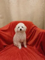 ***Cooper***, a male Poodle - Toy  for sale in Covington, GA – Photo 4 of 7