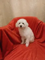 ***Cooper***, a male Poodle - Toy  for sale in Covington, GA – Photo 5 of 7