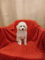 ***Cooper***, a male Poodle - Toy  for sale in Covington, GA – Photo 2 of 7