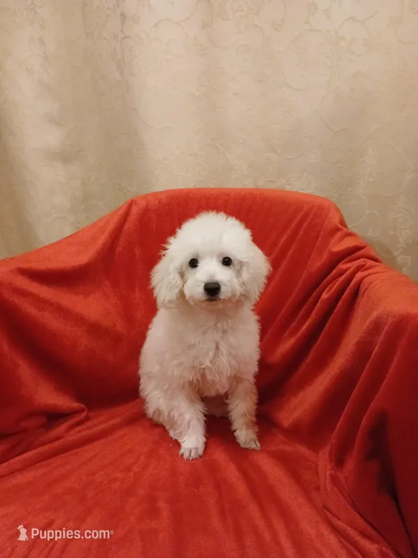 ***Tucker*** – Poodle - Toy  puppy for sale in Covington, GA