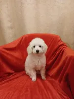 ***Cooper***, a male Poodle - Toy  for sale in Covington, GA – Photo 1 of 7