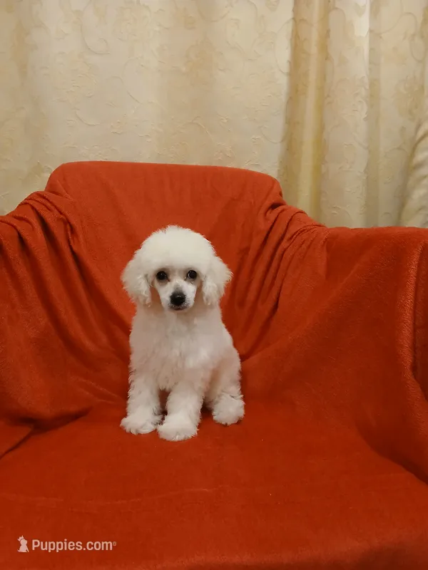 ***River*** – Poodle - Toy  puppy for sale in Covington, GA