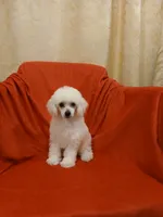 ***River***, a male Poodle - Toy  for sale in Covington, GA – 1 of 5