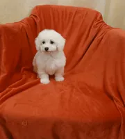 **Jack**, a male Poodle - Toy  for sale in Covington, GA – 7 of 8