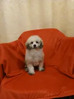 ****Romeo****, a male Poodle - Toy  for sale in Covington, GA – 4 of 5