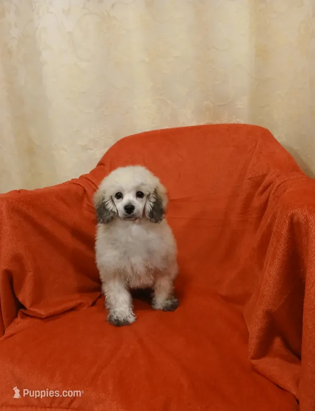 ****Tucker**** – Poodle - Toy  puppy for sale in Covington, GA