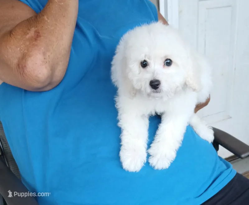 **Snowball** – Poodle - Toy  puppy for sale in Covington, GA