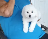 **Snowball**, a male Poodle - Toy  for sale in Covington, GA – 1 of 7