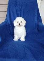 **Zach**, a male Poodle - Toy  for sale in Covington, GA – 4 of 7