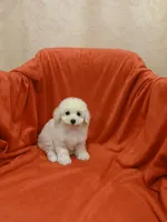 **Precious **, a female Poodle - Toy  for sale in Covington, GA – 5 of 5