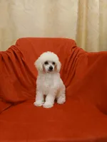 ***River***, a male Poodle - Toy  for sale in Covington, GA – 3 of 5