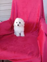 *Penny*Deposit, a female Poodle - Toy  for sale in Covington, GA – 5 of 5