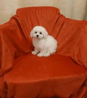 **Penny **, a female Poodle - Toy  for sale in Covington, GA – 2 of 5