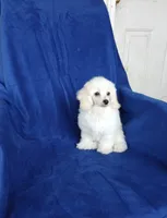 **Tucker**, a male Poodle - Toy  for sale in Covington, GA – 6 of 9
