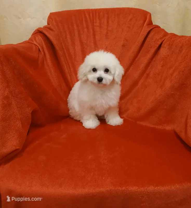 **Precious ** – Poodle - Toy  puppy for sale in Covington, GA