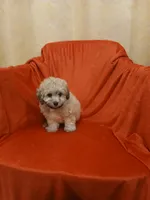 ****Puppy #2****, a male Poodle - Toy  for sale in Covington, GA – 5 of 5
