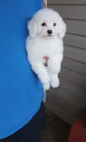 **Jack**, a male Poodle - Toy  for sale in Covington, GA – 4 of 8