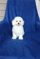 **Zach**, a male Poodle - Toy  for sale in Covington, GA – 3 of 7