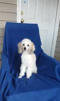 ** Cooper**, a male Poodle - Toy  for sale in Covington, GA – 4 of 5