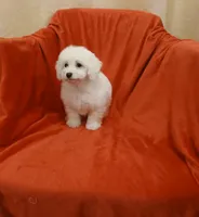 **Jack**, a male Poodle - Toy  for sale in Covington, GA – 5 of 8