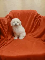 **Tucker**, a male Poodle - Toy  for sale in Covington, GA – 4 of 5