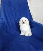 **Tucker**, a male Poodle - Toy  for sale in Covington, GA – 4 of 9