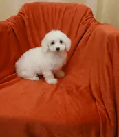 **Jack**, a male Poodle - Toy  for sale in Covington, GA – 8 of 8