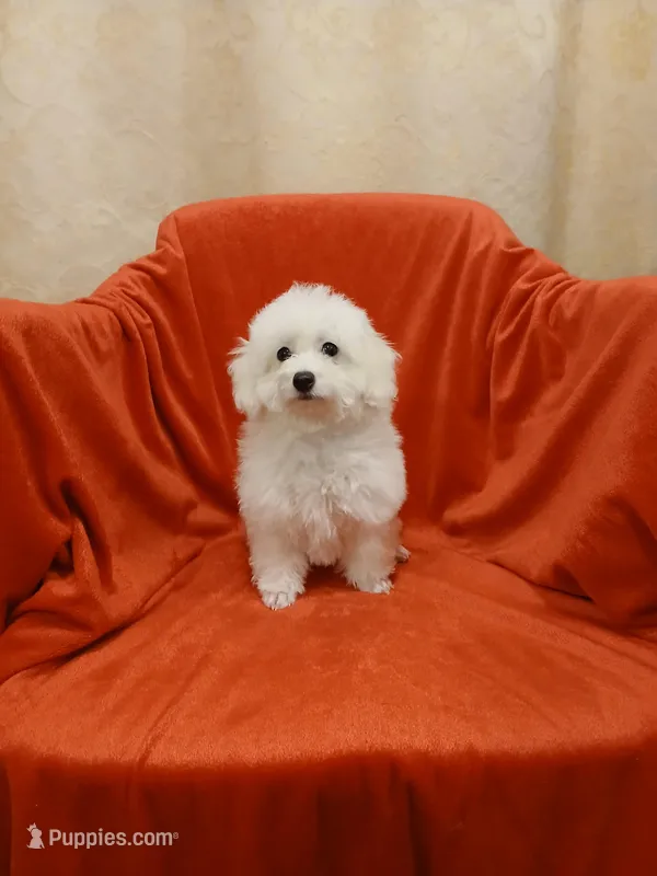 ***Rex*** – Poodle - Toy  puppy for sale in Covington, GA