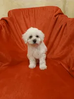 ***Puppy #1***, a male Poodle - Toy  for sale in Covington, GA – 4 of 5