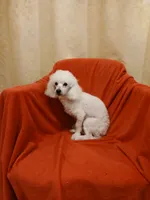 ****Tucker****, a male Poodle - Toy  for sale in Covington, GA – Photo 1 of 3