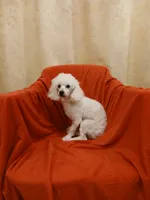 ****Tucker****, a male Poodle - Toy  for sale in Covington, GA – Photo 3 of 3