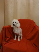 ****Tucker****, a male Poodle - Toy  for sale in Covington, GA – Photo 2 of 3