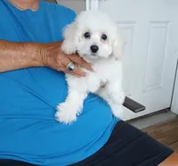 **Romeo**, a male Poodle - Toy  for sale in Covington, GA – 3 of 6